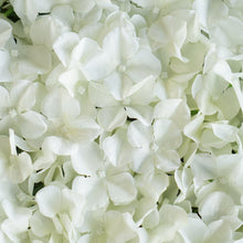 Load image into Gallery viewer, Hydrangea Artificial Flower Wall Mat Panel - Cream - 4 panels