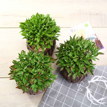 Load image into Gallery viewer, Set of 3 | 6" Assorted Aeonium Artificial Plants with Pots