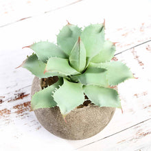 Load image into Gallery viewer, Set of 3 | 5" Assorted Aloe Varietal Artificial Plants with Pots