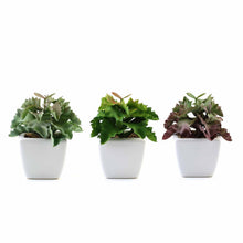 Load image into Gallery viewer, Set of 3 | 5" Assorted Wavy Kalanchoe Artificial Plants with Pots