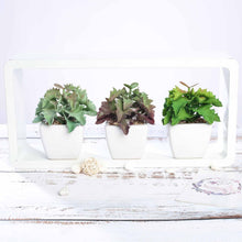 Load image into Gallery viewer, Set of 3 | 5" Assorted Wavy Kalanchoe Artificial Plants with Pots