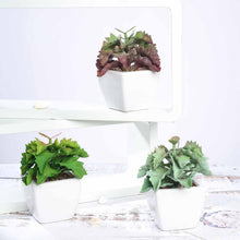 Load image into Gallery viewer, Set of 3 | 5" Assorted Wavy Kalanchoe Artificial Plants with Pots