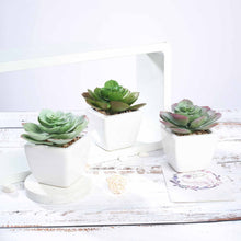Load image into Gallery viewer, Set of 3 | 4" Assorted Echeveria Artificial Plants with Pots