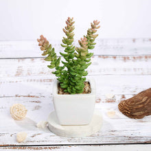 Load image into Gallery viewer, Set of 3 | 8'' Assorted Sedum Oaxacanum Artificial Plants with Pots
