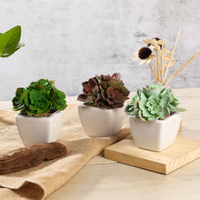 Load image into Gallery viewer, Set of 3 | 5'' Assorted Mini Echeveria Artificial Plants with Pots