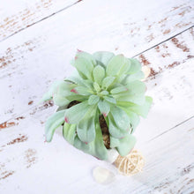 Load image into Gallery viewer, Set of 3 | 5'' Assorted Echeveria or Grape Artificial Plants with Pots
