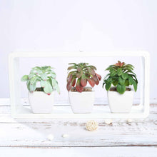 Load image into Gallery viewer, Set of 3 | 5'' Assorted Echeveria or Grape Artificial Plants with Pots