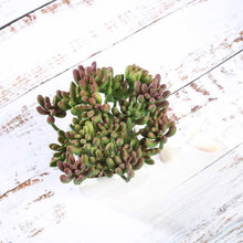 Load image into Gallery viewer, Set of 3 | 7'' Assorted Stonecrop Artificial Plants with Pots
