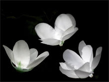 Load image into Gallery viewer, 6FT 40 LED White Pre Lit Battery Operated Flower Garland Fairy String Lights - 4 PCS