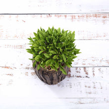 Load image into Gallery viewer, Set of 3 | 6" Assorted Aeonium Artificial Plants with Pots
