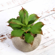 Load image into Gallery viewer, Set of 3 | 5" Assorted Aloe Varietal Artificial Plants with Pots
