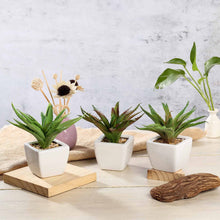 Load image into Gallery viewer, Set of 3 | 5" Assorted Spotted Aloe Vera Artificial Plants with Pots
