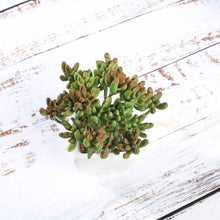 Load image into Gallery viewer, Set of 3 | 7'' Assorted Stonecrop Artificial Plants with Pots
