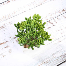 Load image into Gallery viewer, Set of 3 | 7'' Assorted Stonecrop Artificial Plants with Pots
