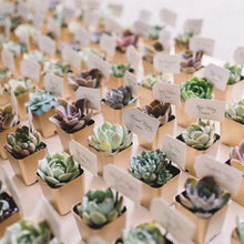 Load image into Gallery viewer, Set of 3 | 4'' Assorted Green Echeveria Artificial Plants with Pots
